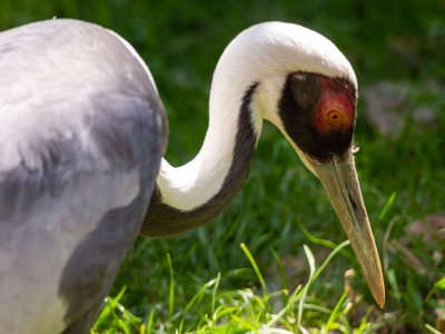 Witnekkraanvogel - De Zonnegloed - Dierenpark - Dieren opvangcentrum - Sanctuary